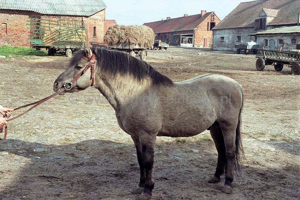 polen_042.jpg