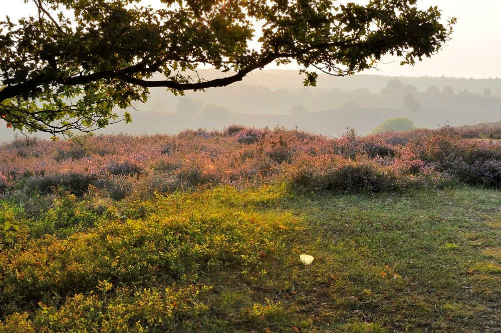 posbank_heide_043.jpg