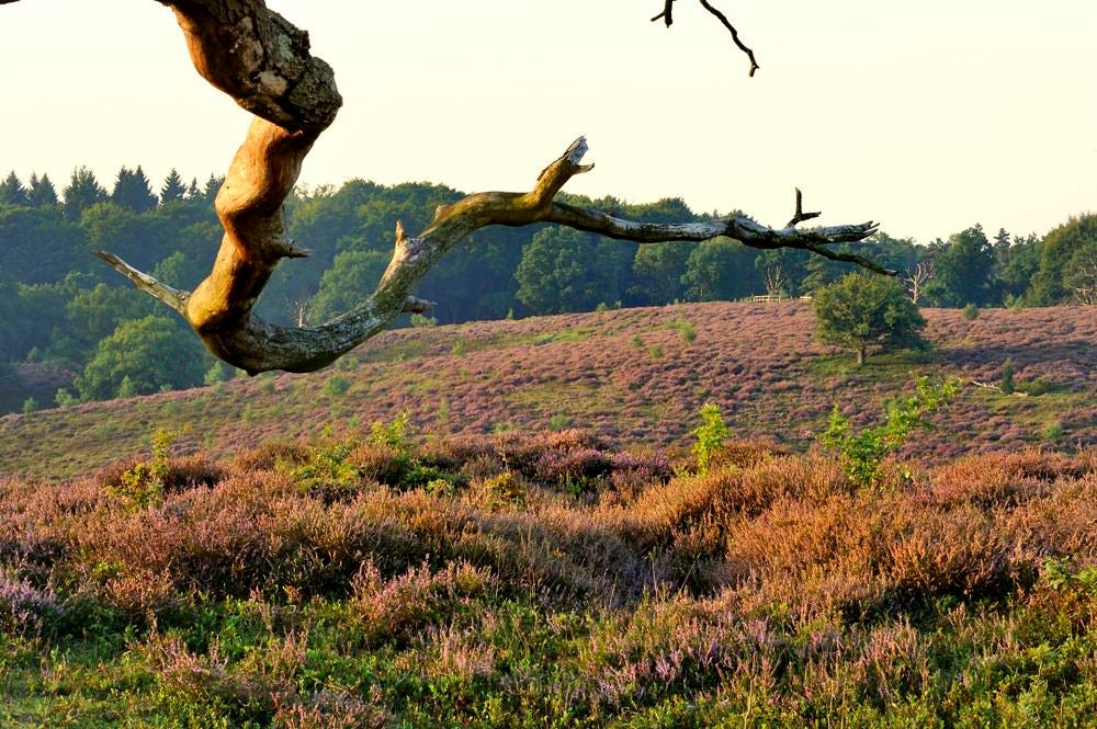 posbank_heide_045.jpg