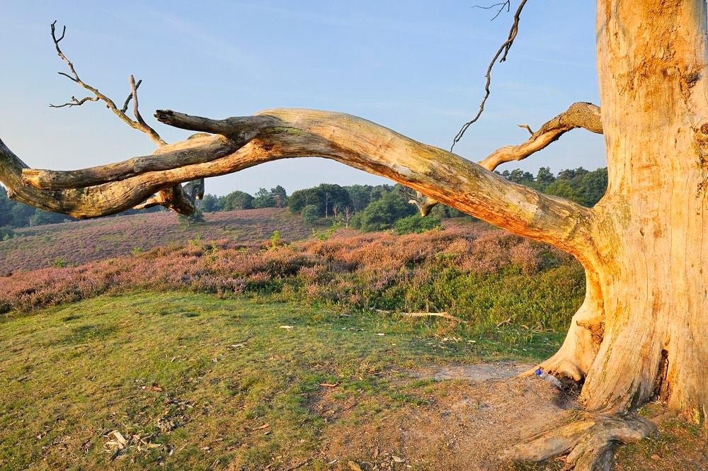 posbank_heide_047.jpg