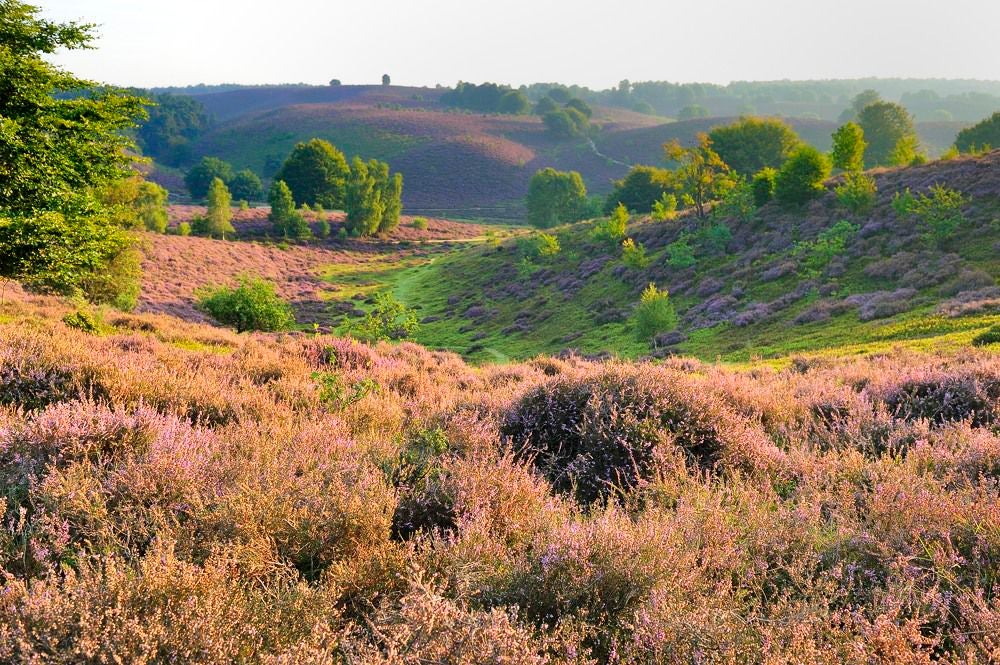 posbank_heide_049.jpg