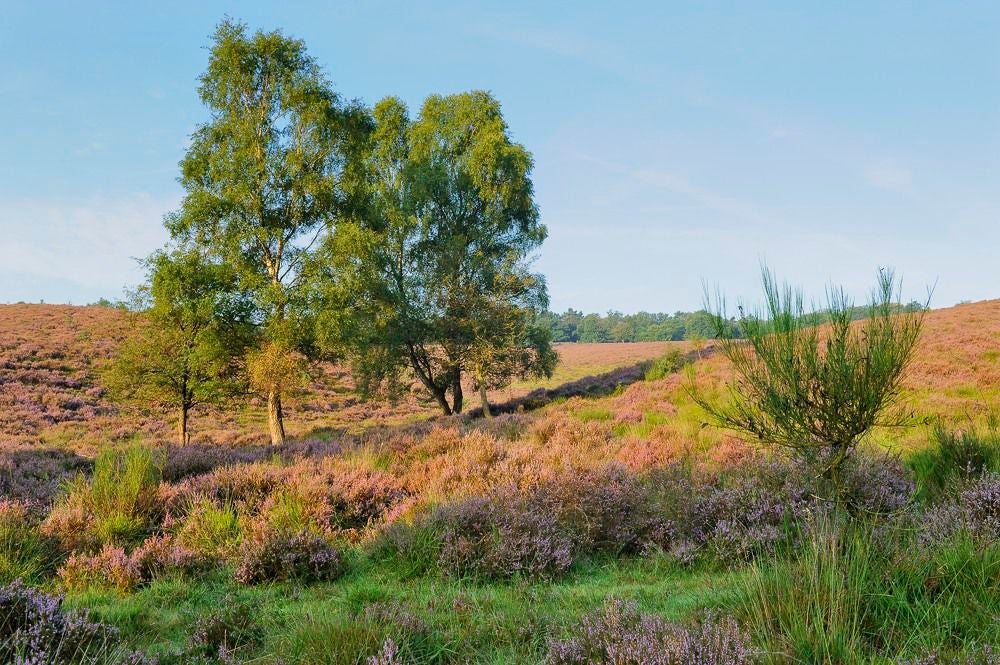 posbank_heide_054.jpg