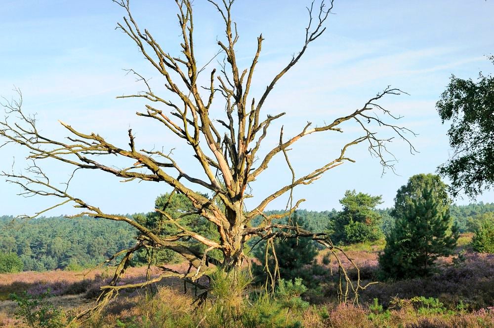 posbank_heide_057.jpg