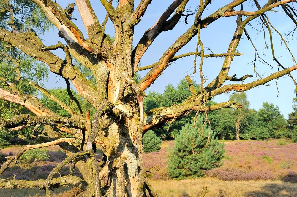 posbank_heide_058.jpg