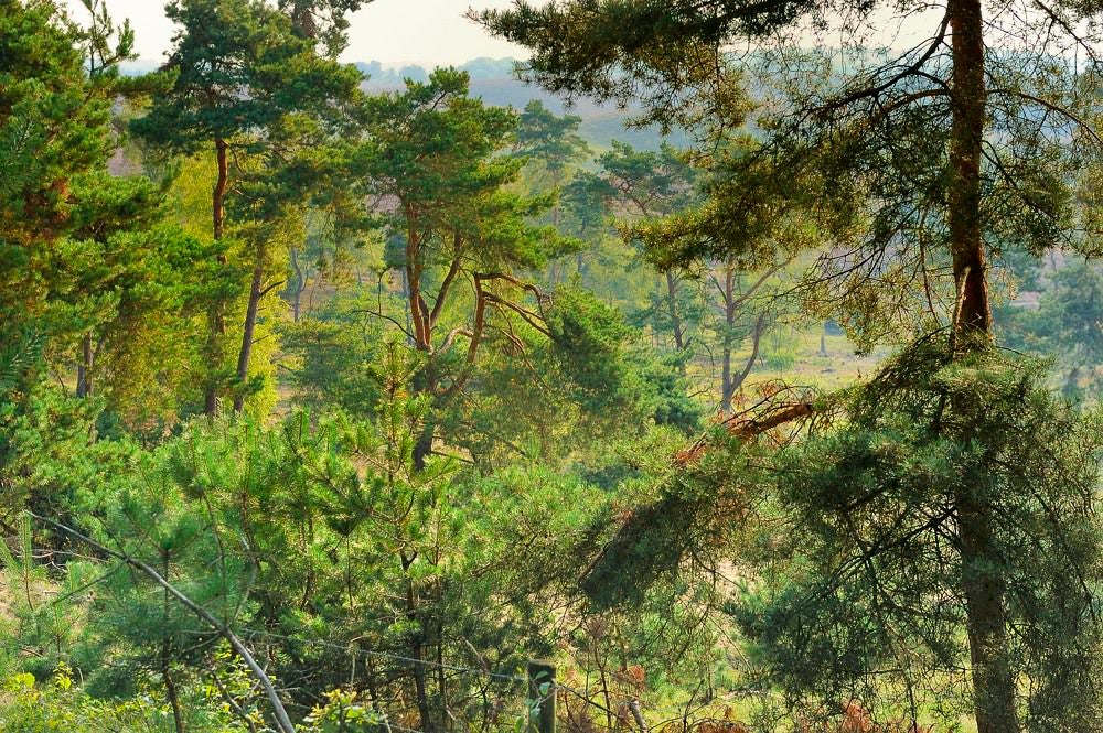 posbank_heide_059.jpg