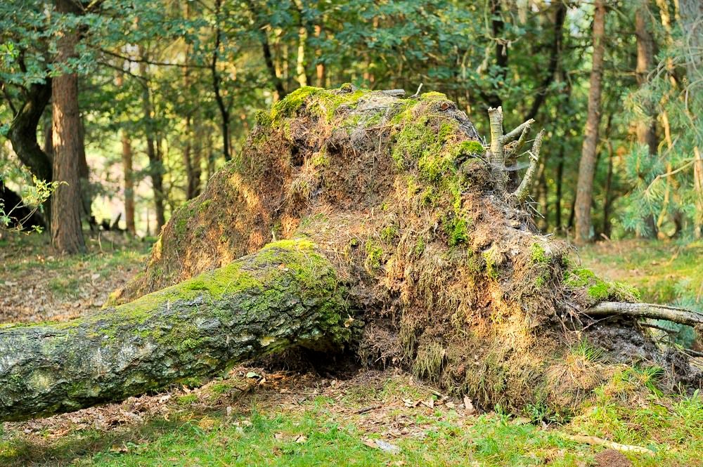 posbank_heide_062.jpg