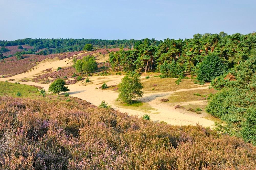 posbank_heide_064.jpg