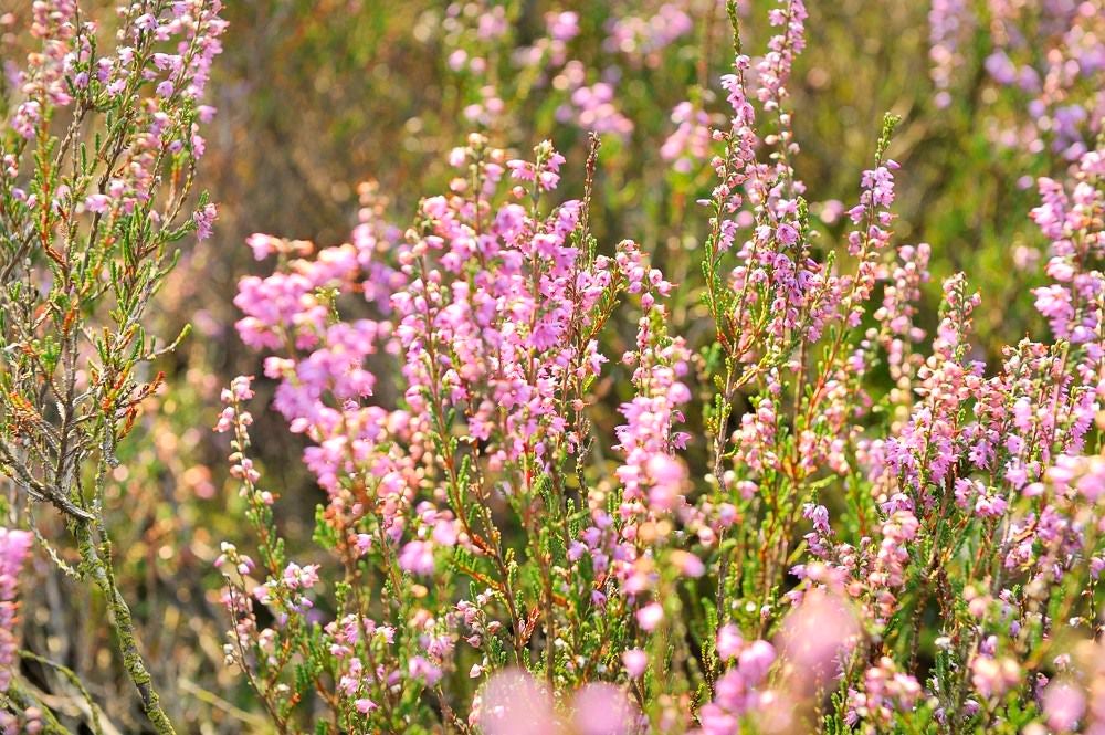 posbank_heide_070.jpg