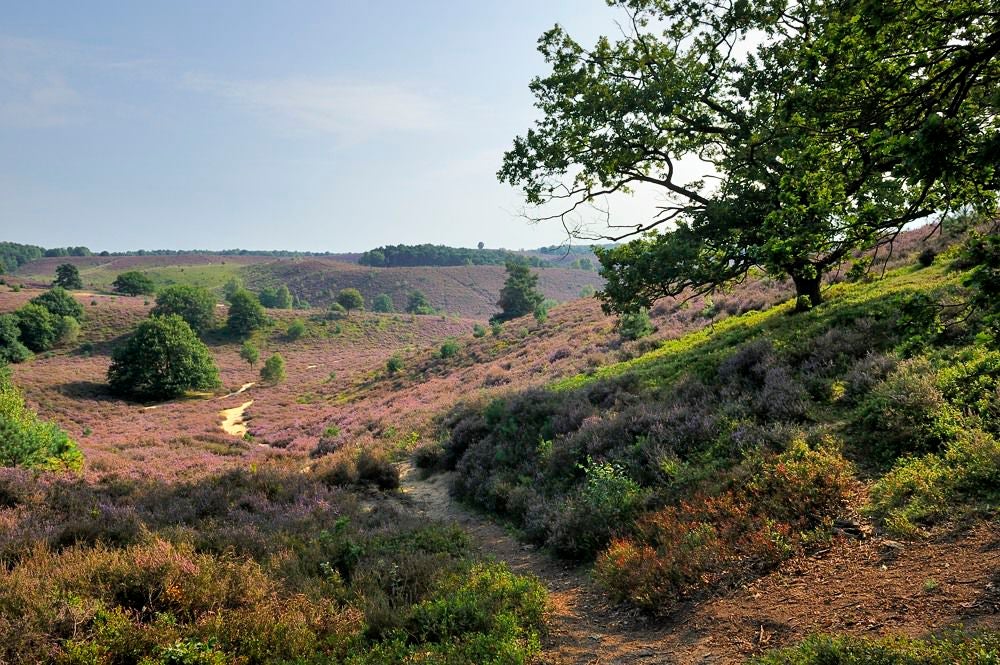 posbank_heide_073.jpg