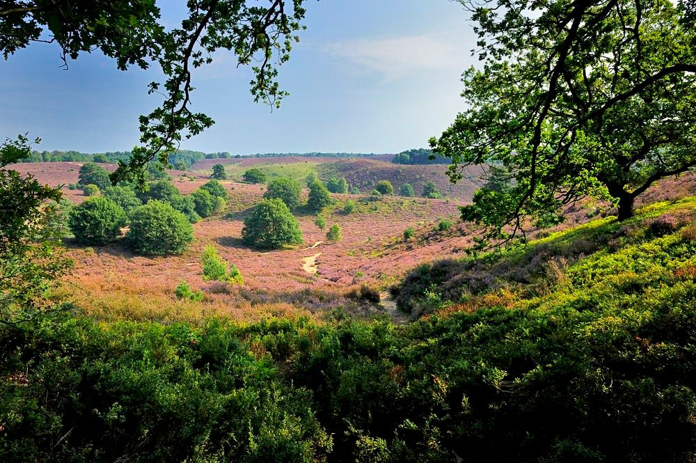 posbank_heide_074.jpg