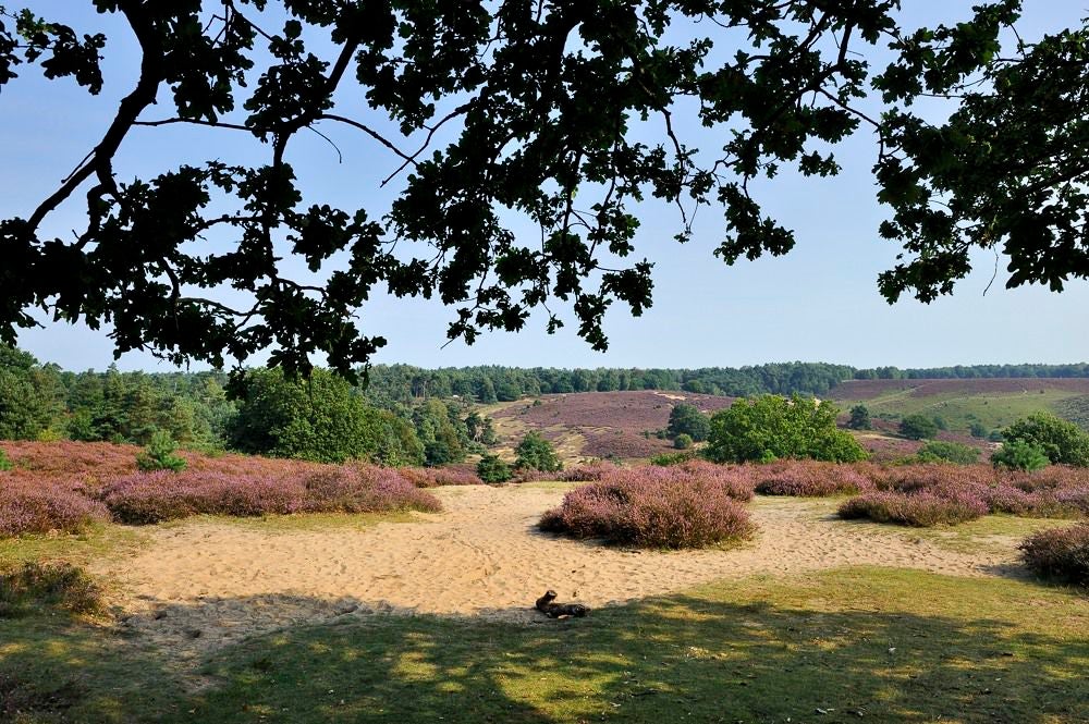 posbank_heide_076.jpg