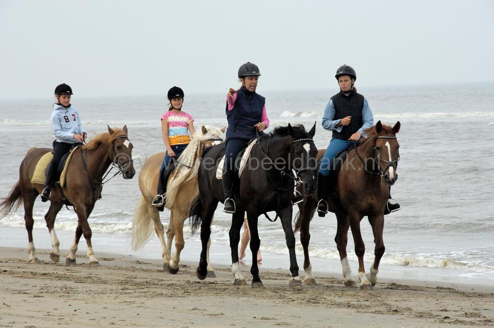 recreatie_paard_006.jpg
