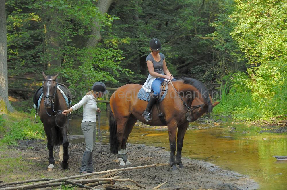 recreatie_paard_013.jpg
