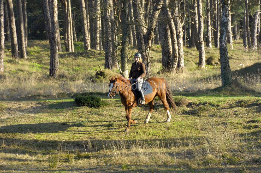 recreatie_paard_015.jpg