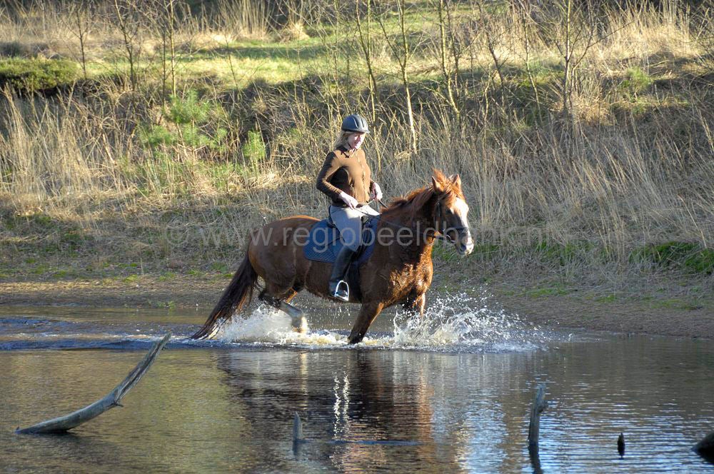recreatie_paard_017.jpg