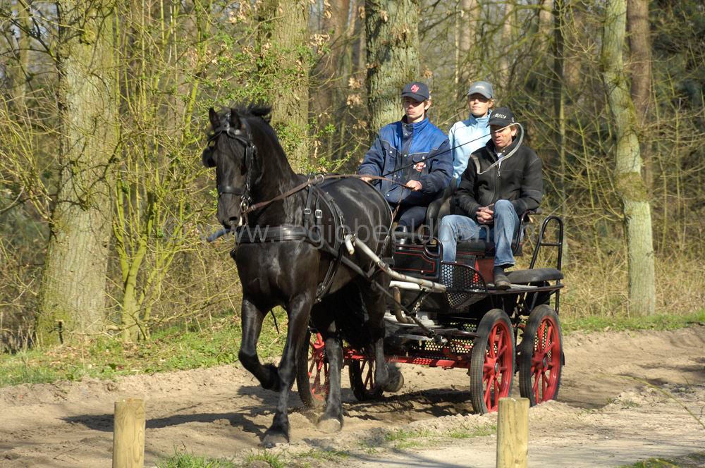 recreatie_paard_019.jpg