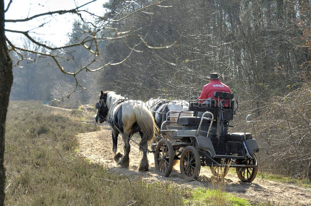 recreatie_paard_025.jpg