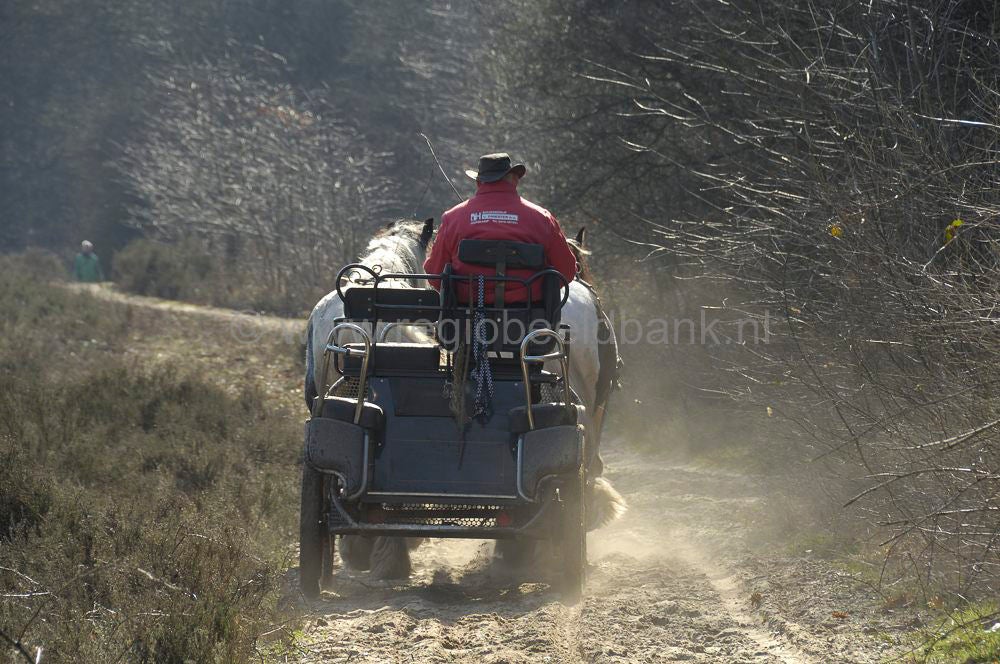 recreatie_paard_026.jpg