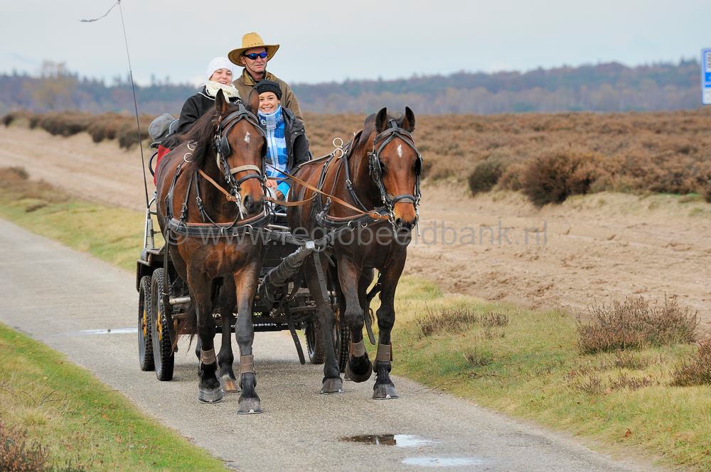 recreatie_paard_030.jpg