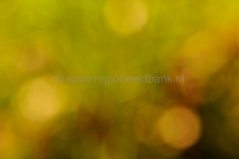 Renesersteeg