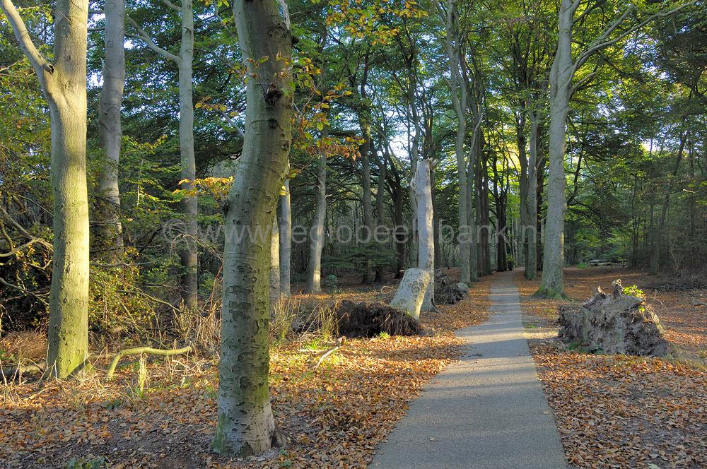Rhenen