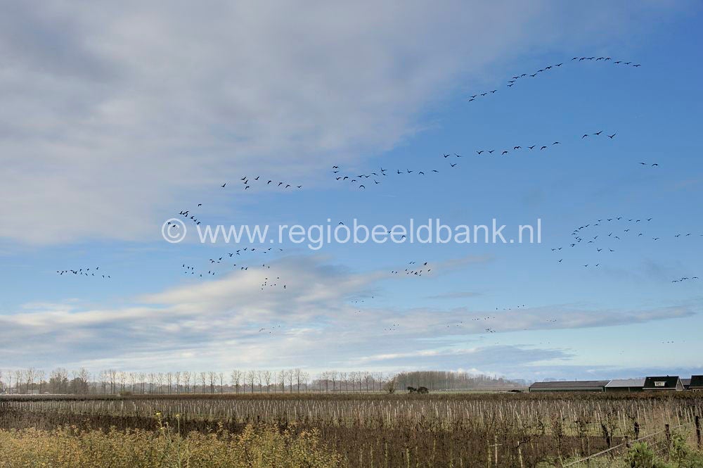 rijnoevers_010.jpg