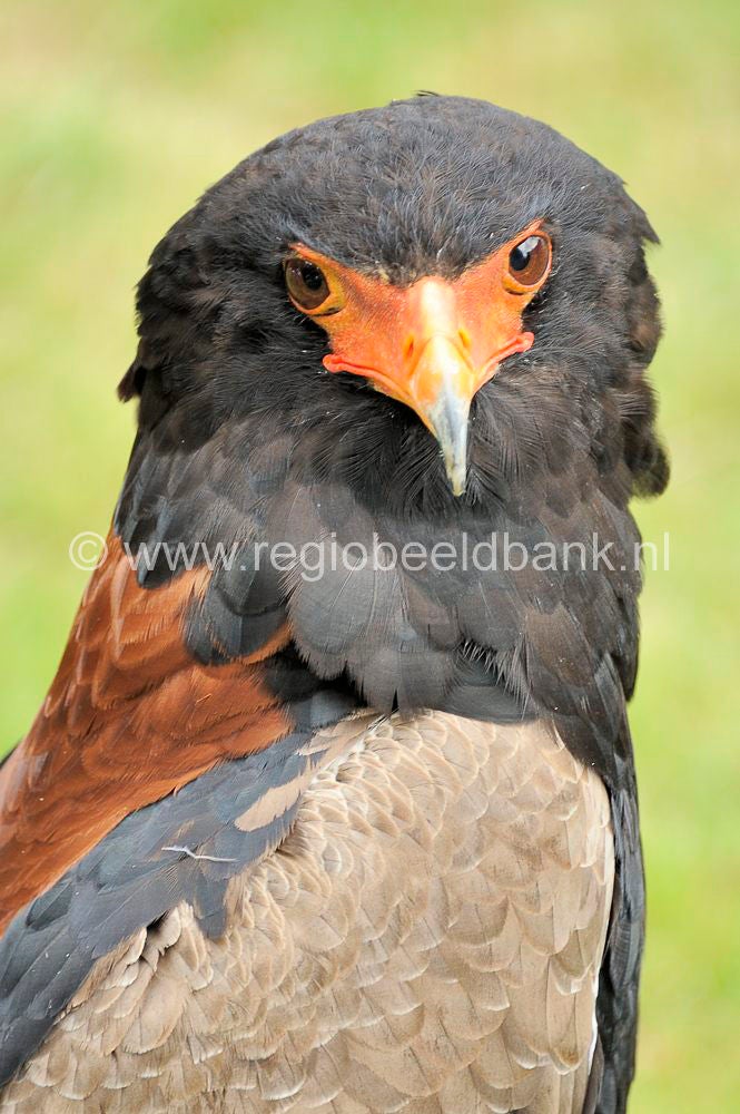 Roofvogelshow