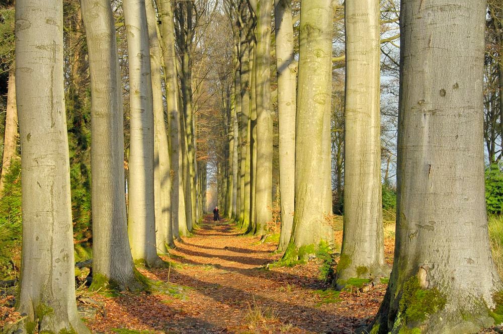 Klompenpaden in het Utrechtse