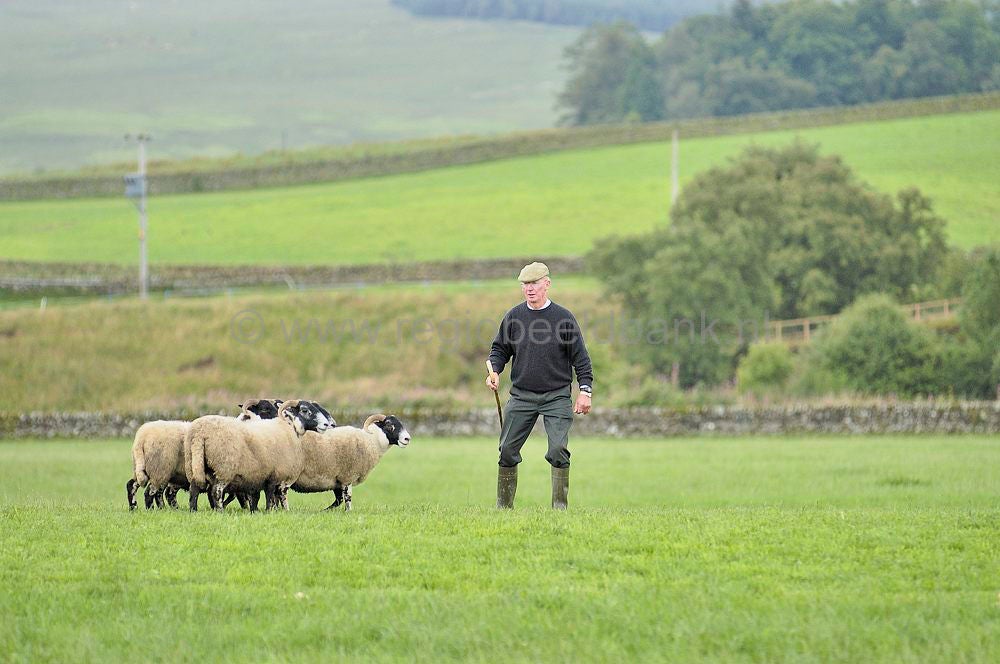 Sheepdogtrail