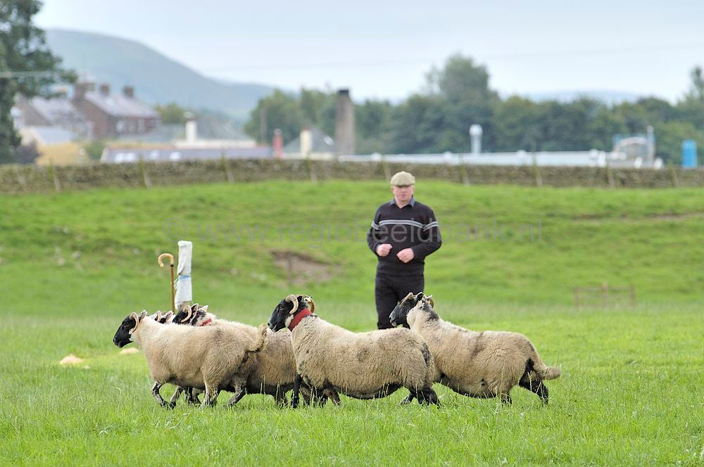 scotland_sheepdogtrials_0647.jpg