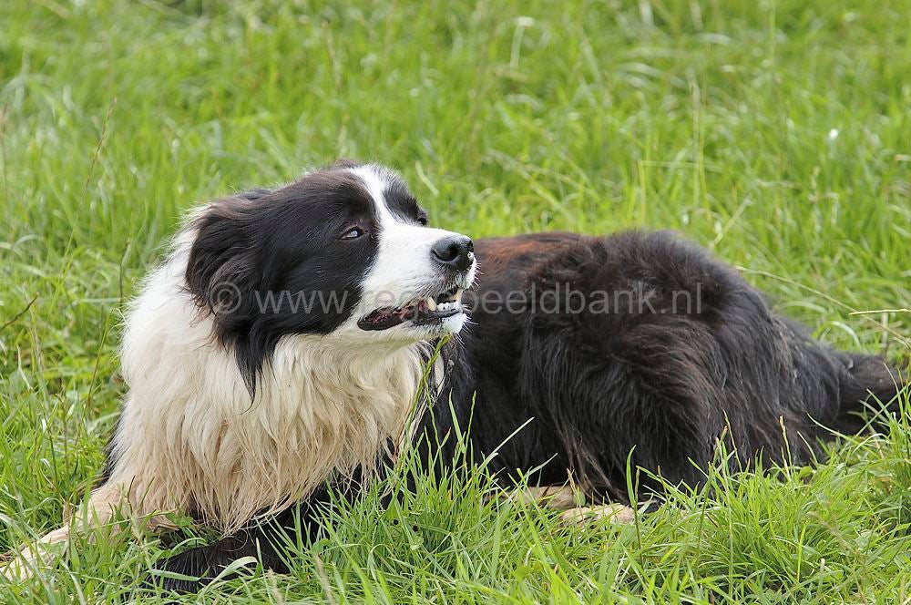 scotland_sheepdogtrials_0651.jpg