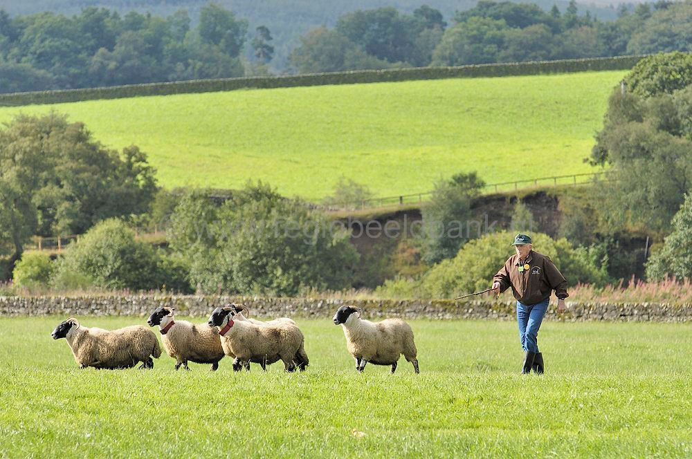 scotland_sheepdogtrials_0657.jpg