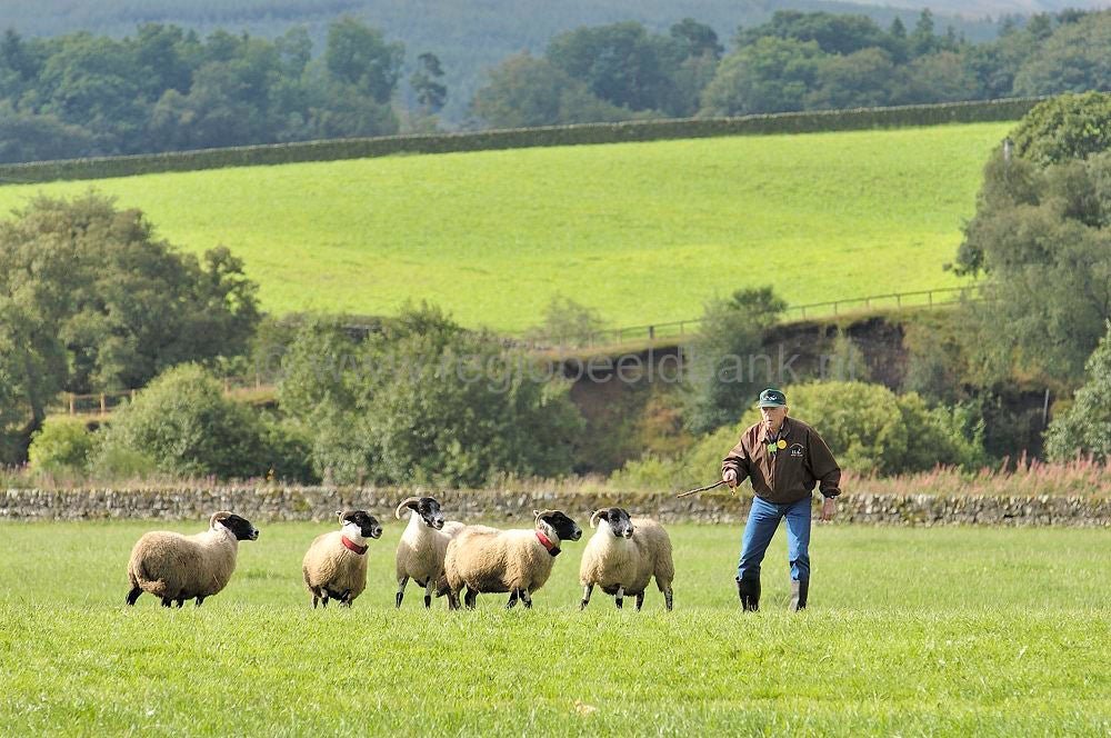 scotland_sheepdogtrials_0659.jpg