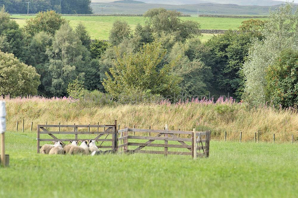 scotland_sheepdogtrials_0661.jpg