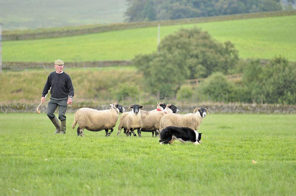 scotland_sheepdogtrials_0667.jpg