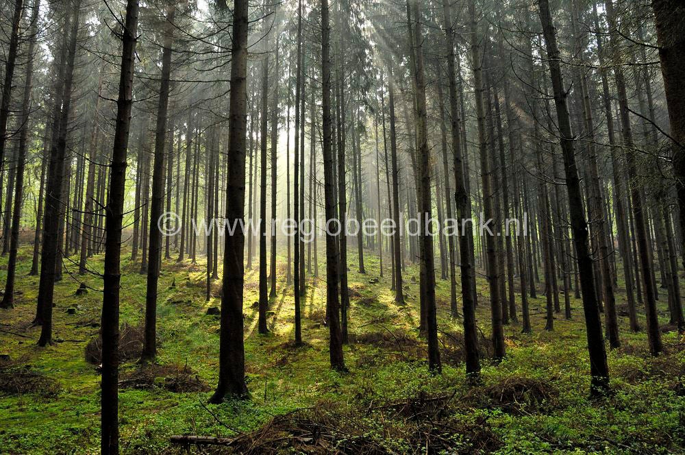 Sippenaeken Landscape