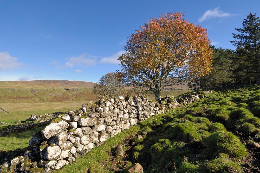 Fairy Glen