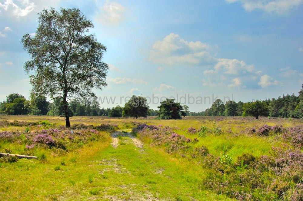 stakenberg-hierdensebeek0030.jpg