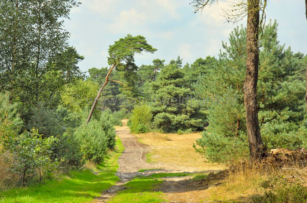 stakenberg-hierdensebeek0038.jpg