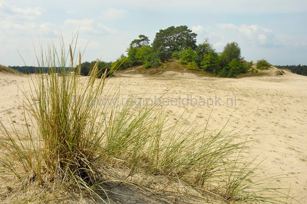 stakenberg-hierdensebeek0041.jpg