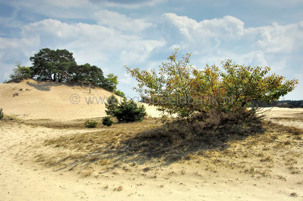 stakenberg-hierdensebeek0043.jpg