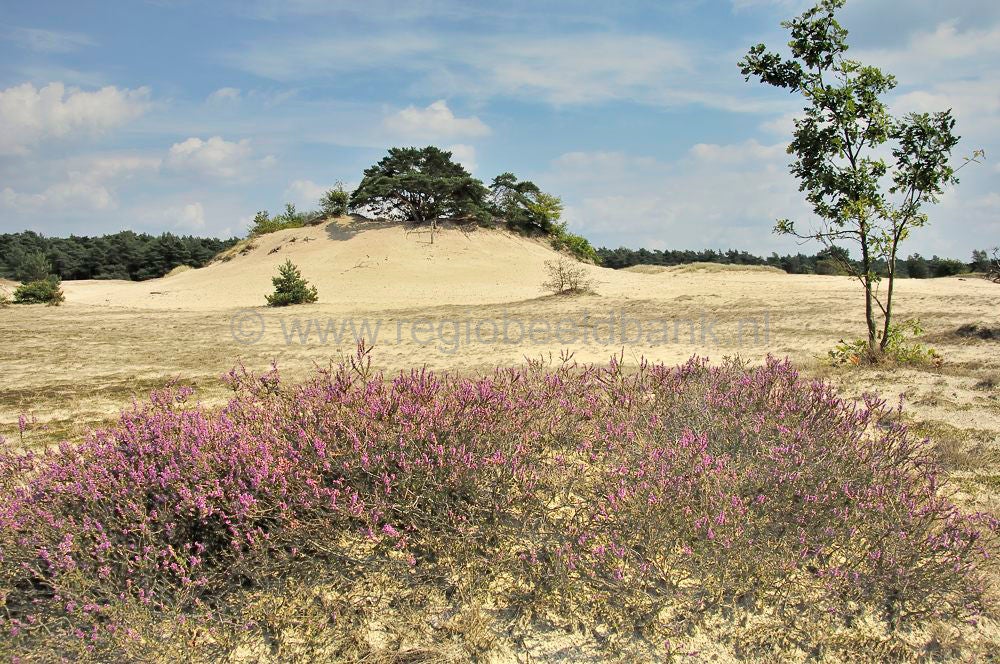stakenberg-hierdensebeek0045-1.jpg