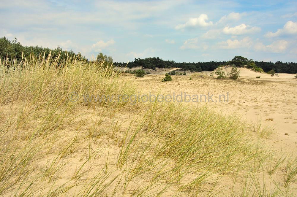 stakenberg-hierdensebeek0047.jpg