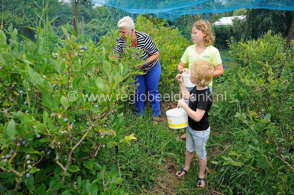 Tresjoliefruit
