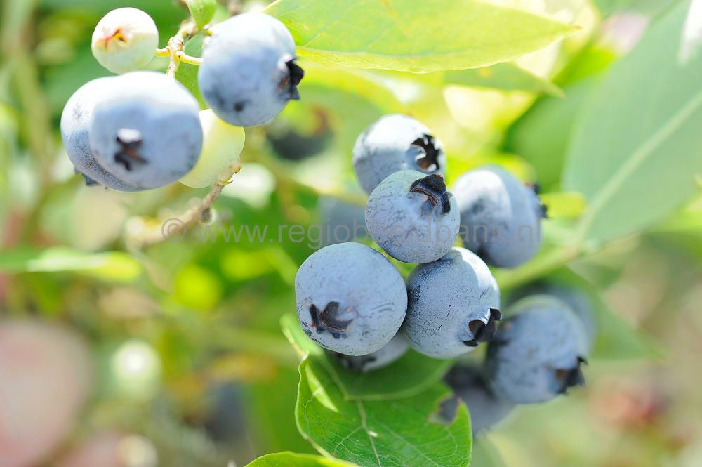 tresjoliefruit_121.jpg