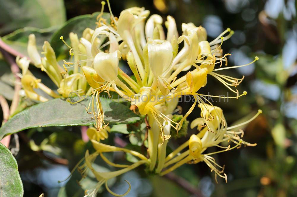 tresjoliefruit_138.jpg