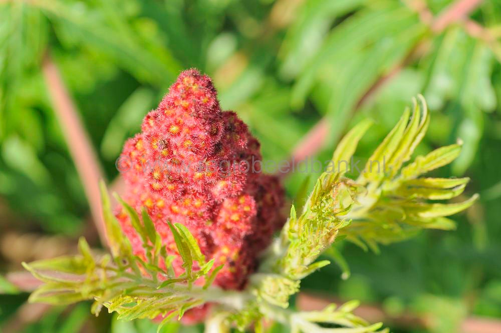 tresjoliefruit_161.jpg