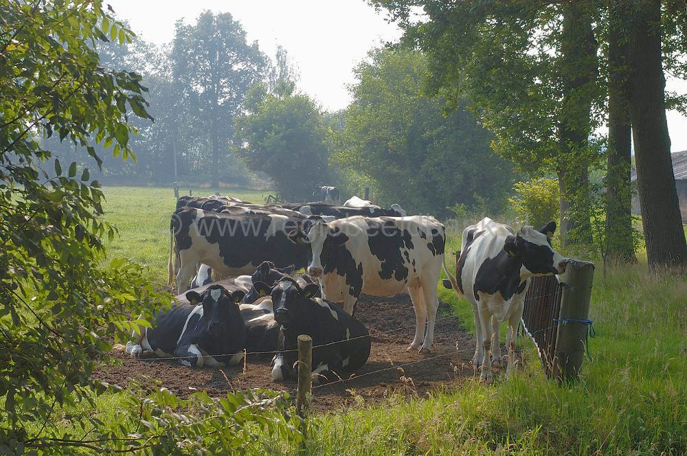 veenschoten_002.jpg