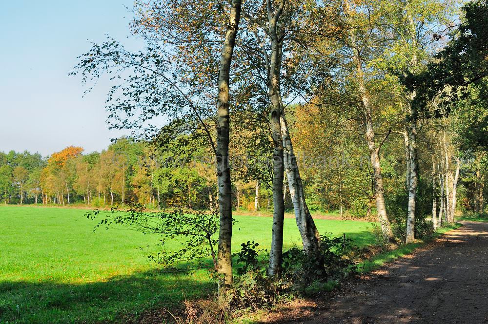 veenschoten_008.jpg