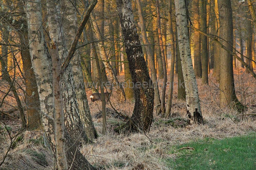 veenschoten_014.jpg